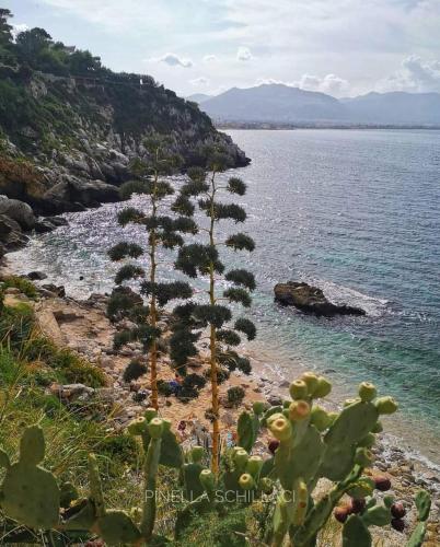 pedara
