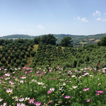 agriturismo poggio monte saturnia