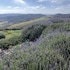 saturnia