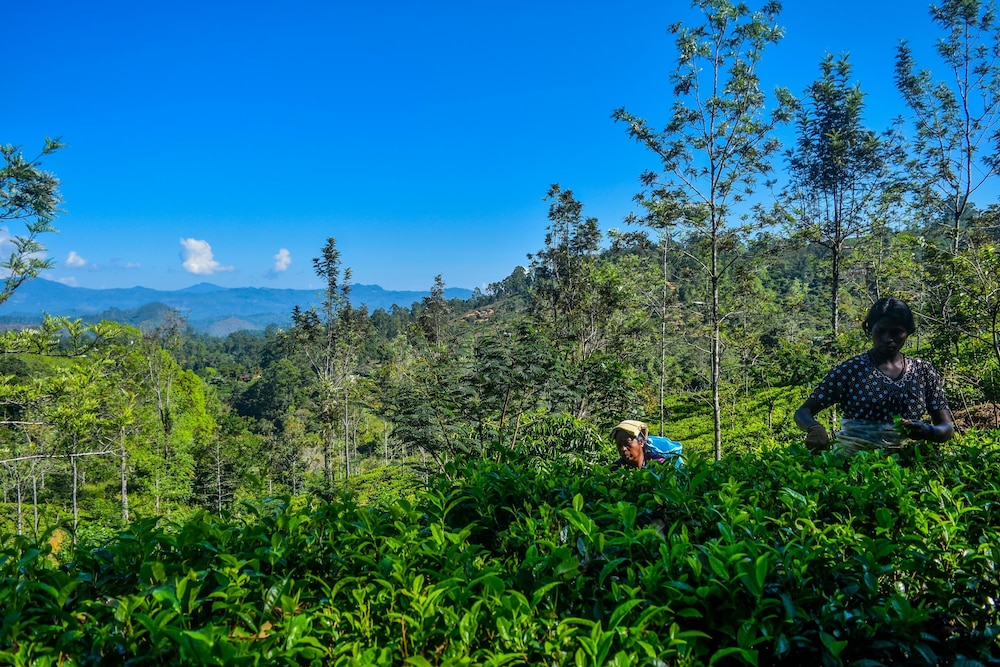 mf estate holiday bungalow