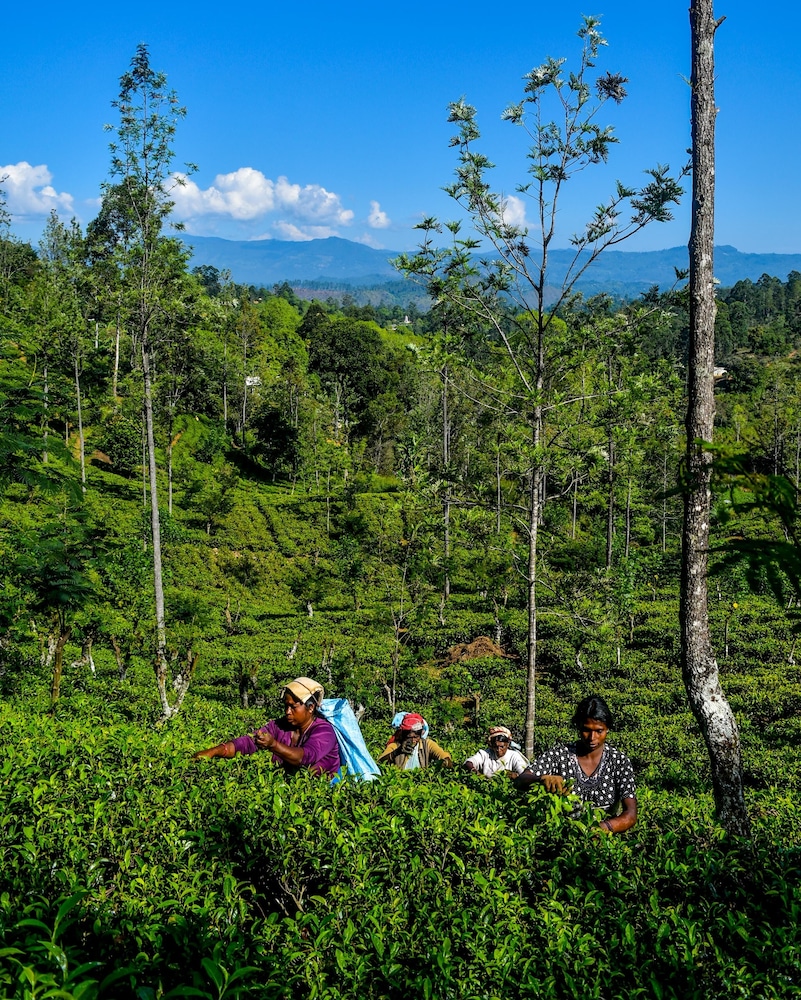 mf estate holiday bungalow