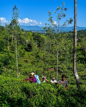 mf estate holiday bungalow