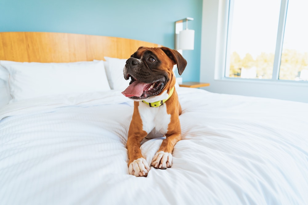 staybridge suites coeur dalene an ihg hotel