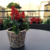 compasso suites