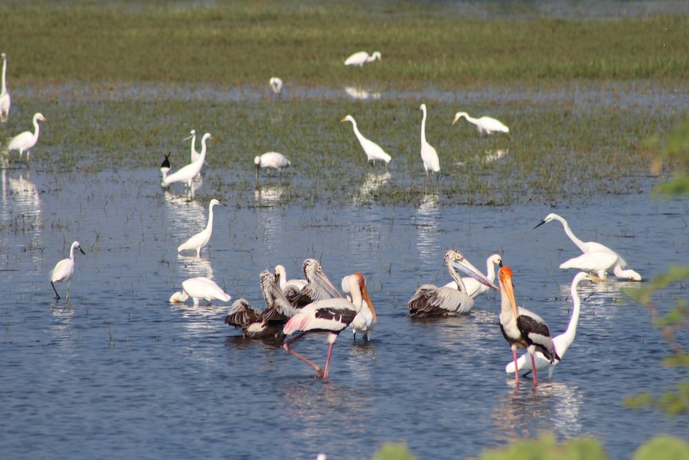 wadula safari yala
