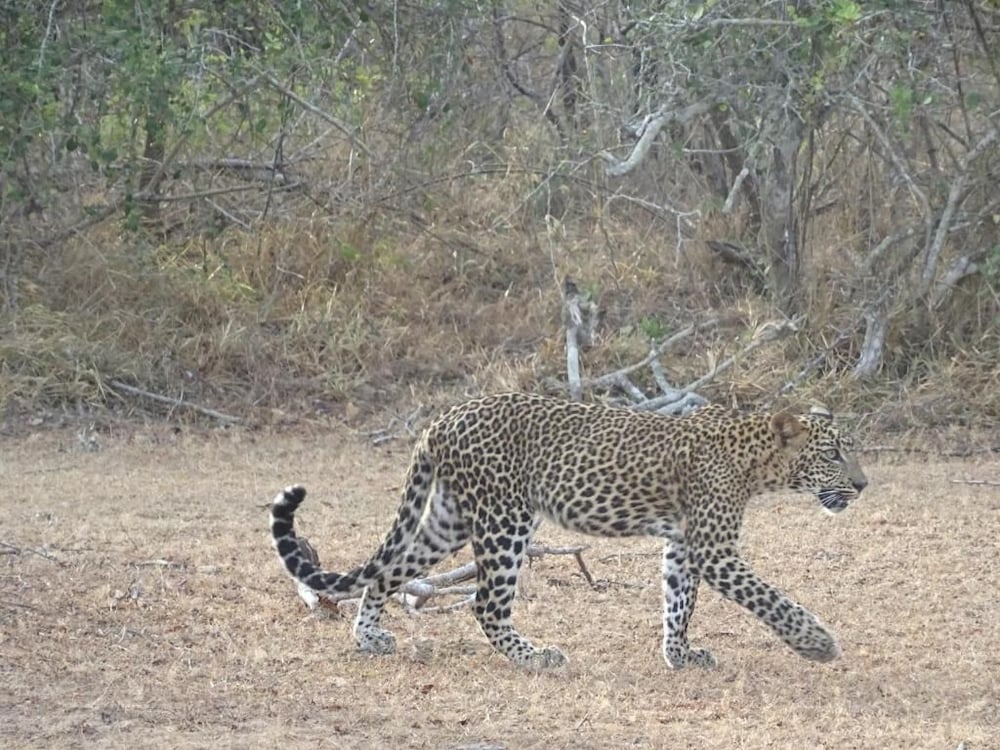 wadula safari yala