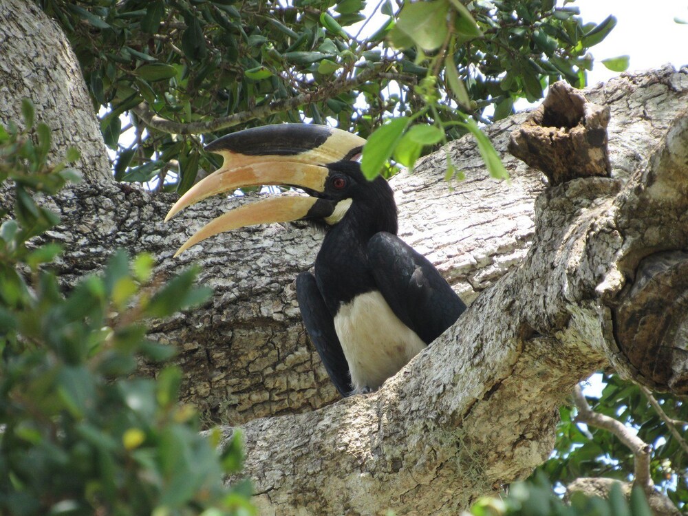 wadula safari yala