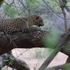 wadula safari yala