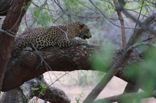 wadula safari yala