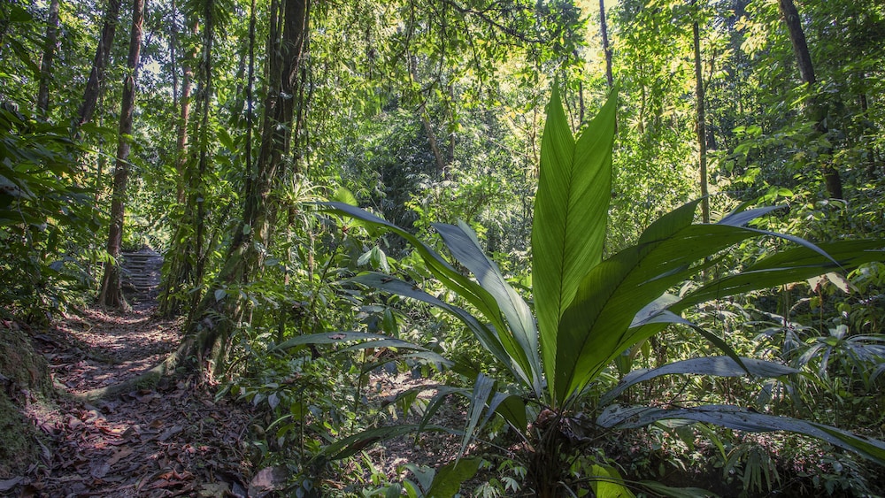 esquinas rainforest lodge