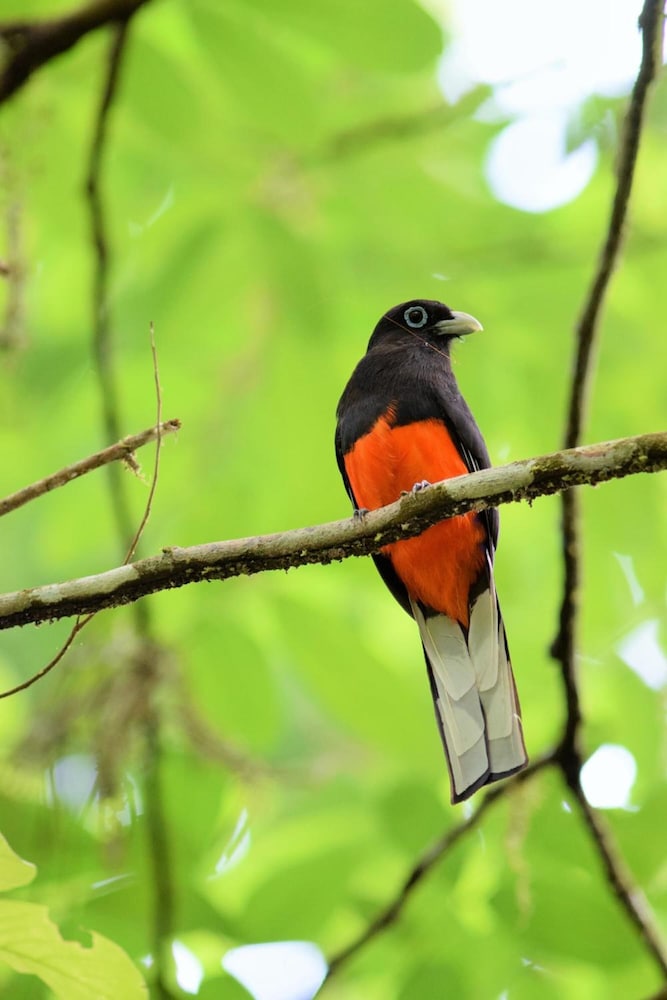 esquinas rainforest lodge