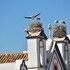 faro