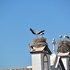 faro