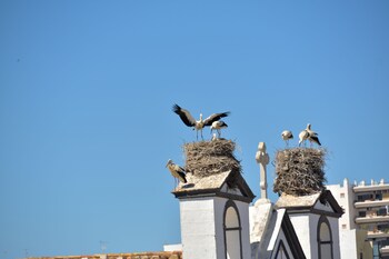 faro