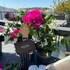 bodrum