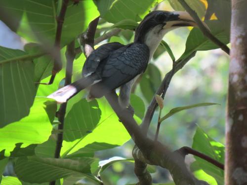rambas reserve
