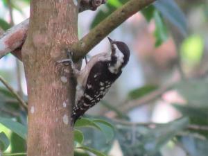 rambas reserve