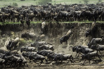 serengeti river camp
