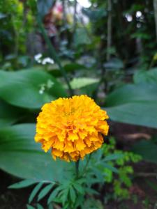 gopala villa ubud
