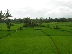 ubud