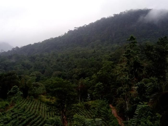 kotapola