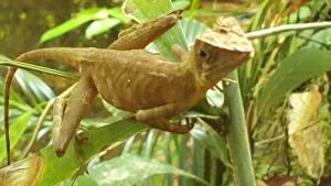 kotapola