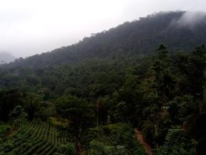 kotapola