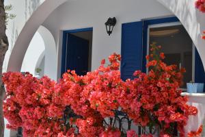 dedalos studios naxos