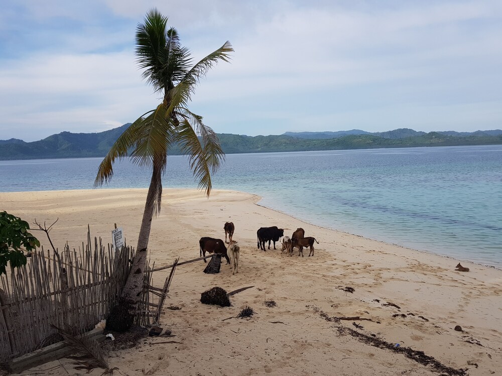 backpackers island beach camp adults only