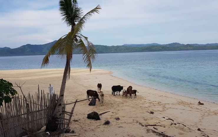 el nido