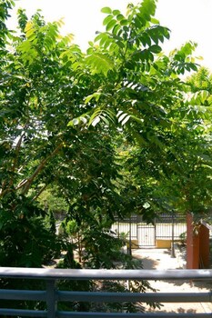 rosa hotel gonio