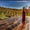 papillon cellars