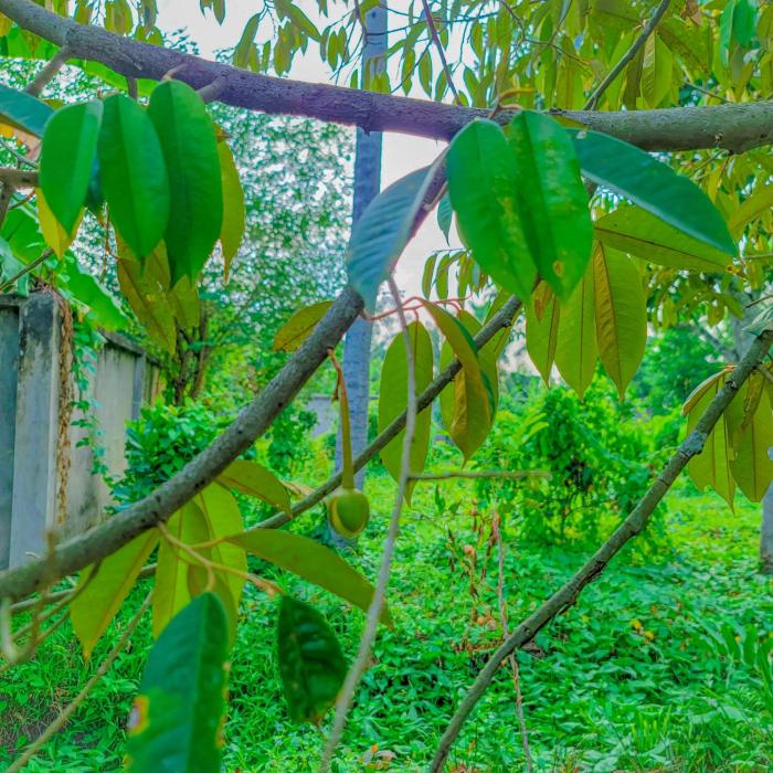 casa eco mekong homestay