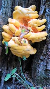 casa isabela luxury rooms