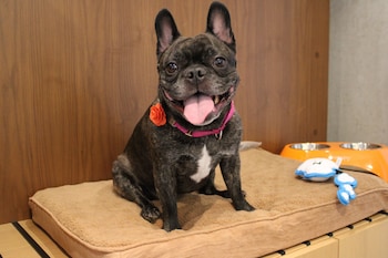 ameniti bay bw signature collection