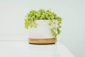 the belmont shore inn