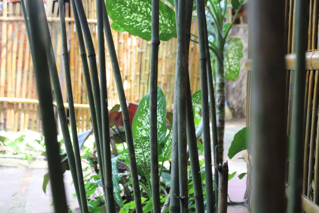 under the coconut tree hostel