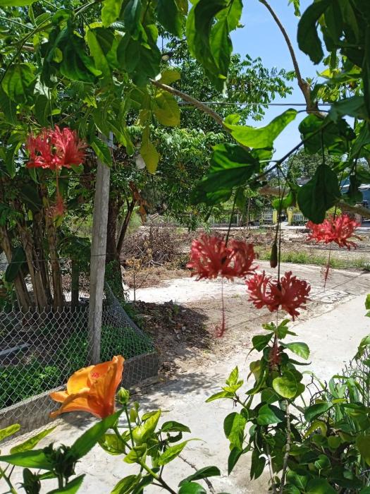 an bang morning glory beach homestay
