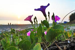 an bang morning glory beach homestay