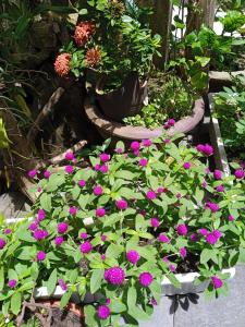 an bang morning glory beach homestay