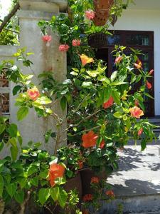 an bang morning glory beach homestay