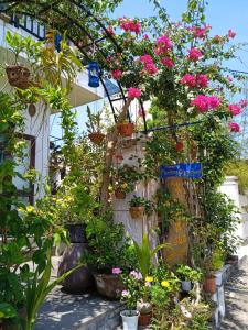 an bang morning glory beach homestay
