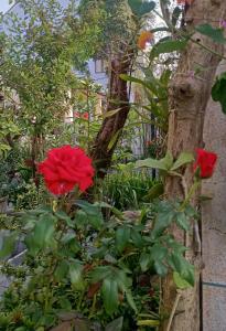 an bang morning glory beach homestay