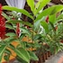 ilhabela