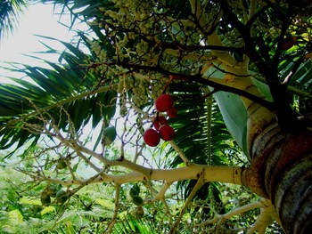 mediterraneo hotel and restaurant