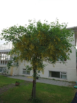 alba guesthouse