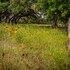 wimberley