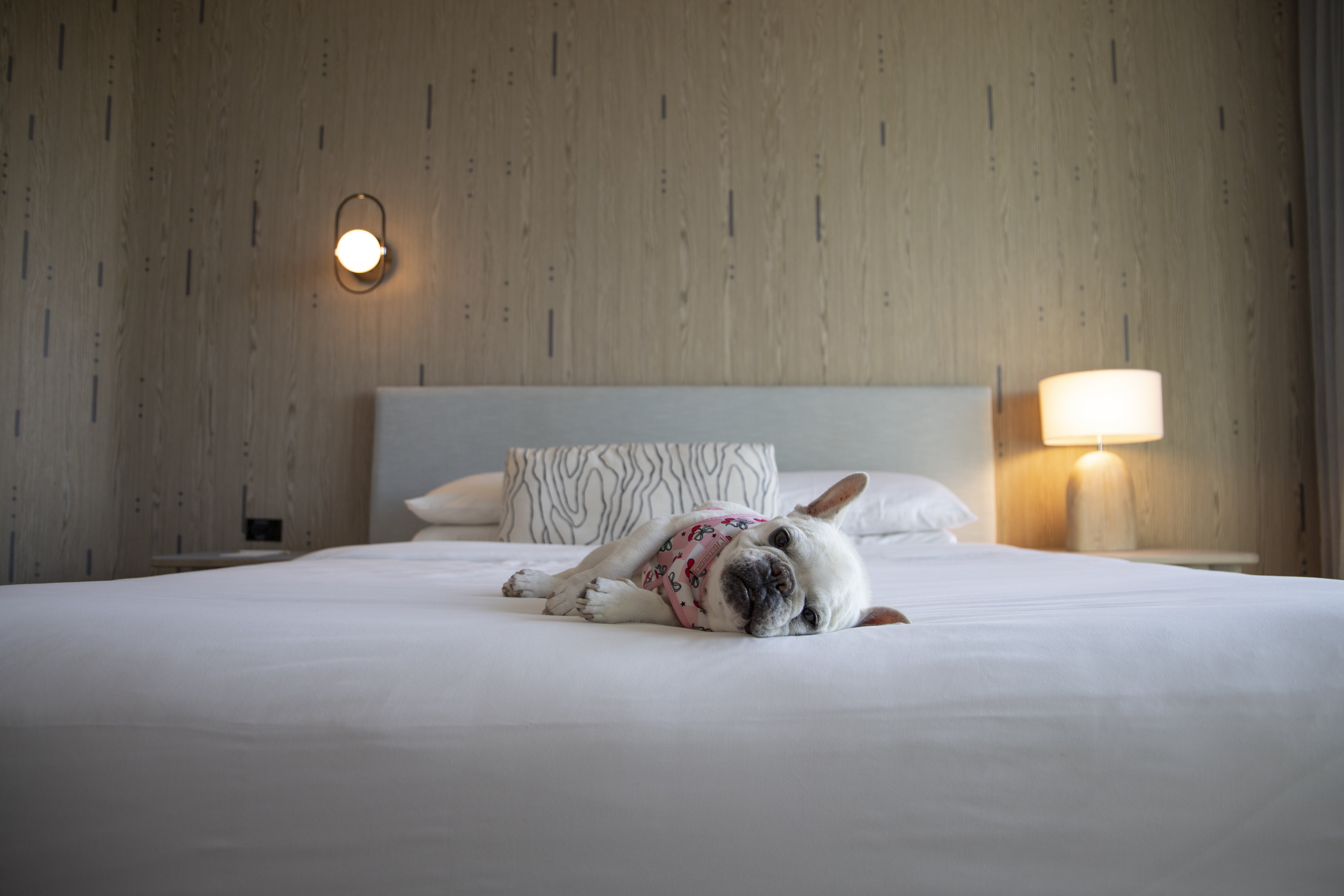 kimpton hotel palomar south beach an ihg hotel