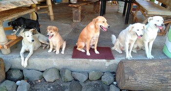 dream big eco hostel