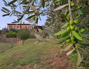 i coppi